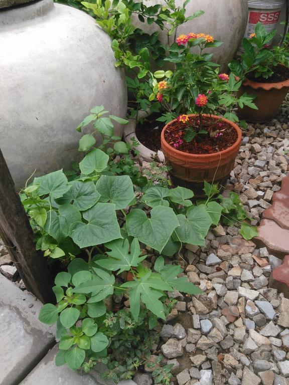 Patchaya Guesthouse 암파와 외부 사진